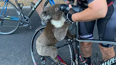 Momentul în care o femeie i-a dat apă unui ursuleț koala însetat, care stătea în mijlocul unei şosele (FOTO, VIDEO)