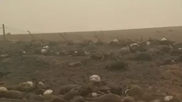Imagini sinistre din Australia cu efectele incendiilor. Un trecător a filmat un câmp plin cu animale moarte (VIDEO)