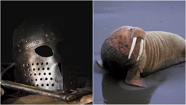 Întregi comunităţi de vikingi au dispărut după ce şi-au vânat aproape toate animalele