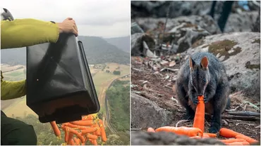 Mii de kilograme de mâncare, aruncate din elicopter pentru a hrăni animalele afectate de incendiile din Australia (GALERIE FOTO)
