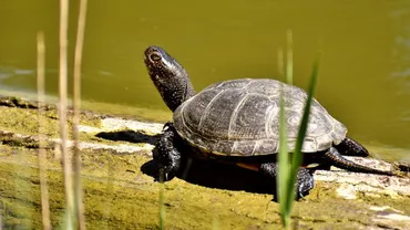 Chiar şi Cristi Borcea ar fi INVIDIOS! Diego, o broască ţestoasă în vârstă de 100 de ani, şi-a salvat specia de la dispariţie după ce a făcut SEX LA GREU: A produs aproape 1000 de urmaşi!