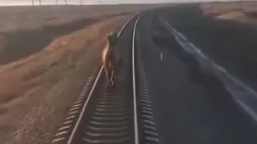 VIRALUL ZILEI! Un TREN a avut întârzieri de ZECI DE MINUTE din cauza unui ANIMAL care alerga pe șine (VIDEO)