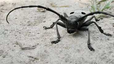 EXCLUSIV // Comunitatea Forestierilor, despre „gândacul croitor” care blochează Autostrada Sibiu-Pitești: „Depreciază lemnul” / „În România, acest tip de gândac nu este o raritate!”