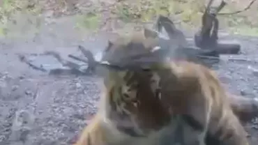 IMAGINI HALUCINANTE: Un tigru a încercat să sfâșie un copil aflat în vizită la zoo! FIUL MEU A FOST LA MENIU ASTĂZI (VIDEO)