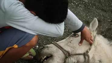 Animale abandonate şi peisaje apocaliptice în urma erupţiei vulcanului Taal din Filipine. Au fost raportate 466 de cutremure (FOTO, VIDEO)
