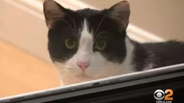 Max Neînfricatul! Un motan a alungat trei coioți din curtea stăpânei sale (VIDEO)