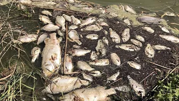 După canguri şi urşi koala, a venit rândul peştilor. Un milion de peşti, morţi în râurile pline cu cenuşă din Australia