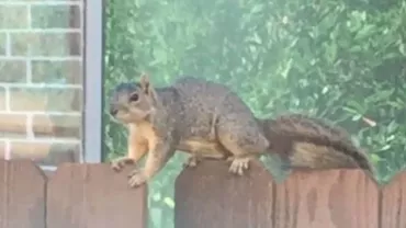 O veveriță a terorizat un cartier întreg. „Am ajuns să nu mai ieșim din casă” (VIDEO)