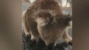 Imagini sfâșietoare cu un ursuleț koala, care bea apă de ploaie pe o șosea (VIDEO)