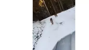 Mergeau prin pădure când două sălbăticiuni le-au tăiat calea! Imagini cutremurătoare (VIDEO)