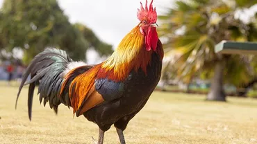 INIMAGINABIL! Bărbat OMORÂT de cocoșul său de luptă