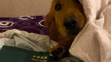 Caz halucinant! Cum și-a salvat un câine stăpâna de virusul ucigaș din China (FOTO)