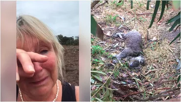 Zeci de urși koala, ucişi cu buldozerele în Australia, în ciuda faptului că mii de animale au murit în incendii. Localnică: 'Mame ucise şi pui mici. Australiei ar trebui să-i fie ruşine' (FOTO, VIDEO)