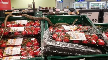 PANICĂ GENERALĂ! A apărut CORONAVIRUSUL tomatelor! Se răspândește în toată Europa