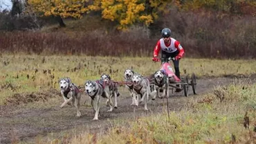 INTERVIU EXCLUSIV // Bogdan Berende, triplu campion european la sportul cu atelaj canin: Mi s-a părut ceva fascinant saltul de la joaca copilului cu sănii până la practicarea sportului la nivel de performanță