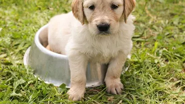 Animale care au rămas fără mâncare timp de mai multe zile! Totul din cauza unui dispozitiv