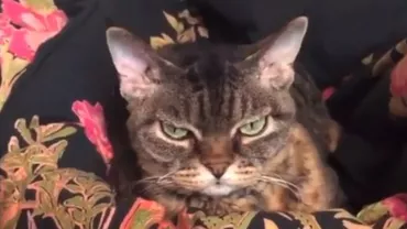 Grumpy Barbara, noua senzație a internetului. Pisica are zeci de mii de fani (VIDEO)