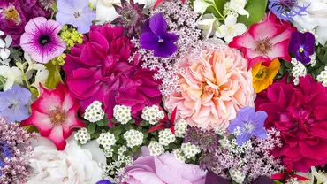 TOP 25 cele mai frumoase specii de flori din lume