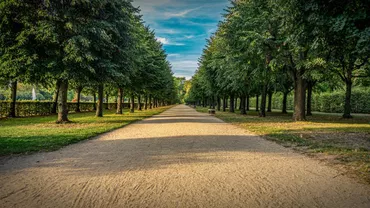 Klaus Iohannis, Ludovic Orban și Florin Cîțu participă vineri la debutul campaniei naționale de împădurire. Peste 2500 de păduri urmează să fie ‘plantate de la zero’