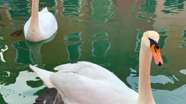 Apele canalelor din Veneția sunt mai curate ca niciodată, o latură neașteptată a pandemiei (VIDEO & FOTO)