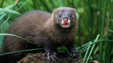 CORONAVIRUS | Nurcile din două ferme olandeze, infectate cu COVID-19. Ce simptome prezentau