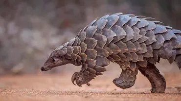 China scoate pangolinul de pe lista medicamentelor tradiționale. Despre animal se crede că s-a aflat la originea COVID-19