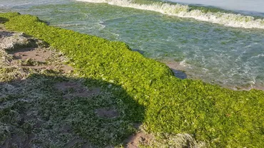 Curg amenzile în Vama Veche. Mizerie, mâncare expirată și droguri