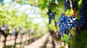 Pericol iminent pentru recolta italiană, după introducerea carantinei pentru muncitorii veniți din România și Bulgaria. Scrisoare deschisă către guvernul de la Roma