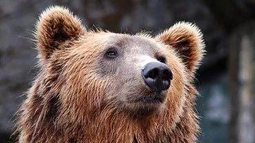 Picnic deturnat de urși pe Transfăgărășan. Niște turiști s-au trezit cu musafiri nepoftiți la masă: „Mai bine mâncam la benzinărie” (VIDEO)