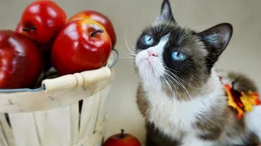 Ziua internațională a pisicii. 5 pisici celebre care au scris istorie (FOTO)