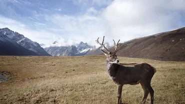 Administrația Trump aprobă foraje pentru petrol și gaze într-o regiune protejată din Alaska, cu mai puțin de 3 luni rămase până la alegerile prezidențiale din SUA