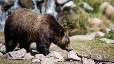Un grup de urși, în căutarea hranei prin Bușteni. Animalele au fost surprinse și filmate de către localnici (VIDEO)