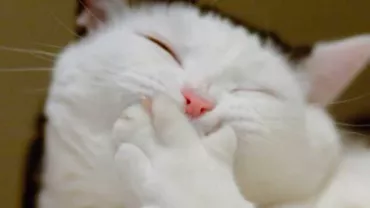 CELE MAI TARI BANCURI CU ANIMALE - Cum își certa Nostradamus câinele