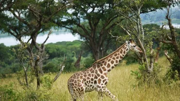 Pe teritoriul României au trăit maimuțe, girafe, rinoceri și tigri. Cel mai mare sit fosilifer din Europa de Est, descoperit la Vâlcea