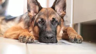 Ce atribuții va avea Poliția Animalelor. Cazurile în care autoritățile pot acționa fără mandat