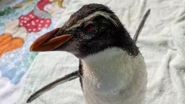 Pierre este singurul pinguin Northern Rockhopper din Australia și se uită la desene animate pentru a-și alunga tristețea (VIDEO)