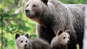 EXCLUSIV // Campingurile, „magnet pentru urși. Cum să acționezi în cazul unei situații extreme (FOTO)