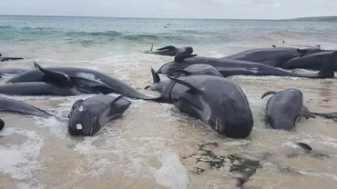 Aproximativ 250 de balene au eşuat într-un golf de pe coasta vestică a insulei australiene Tasmania