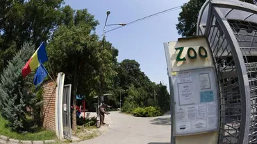 A fost măcel la grădina zoologică din Timișoara. Trei câini au ucis toți cangurii de la Zoo