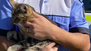 Dovadă de sprijin și o lecție de viață, primită chiar de la o pisică abandonată. Ce s-a întâmplat cu stăpâna care a aruncat-o în stradă (FOTO)