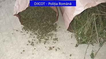 Plantație uriașă de canabis în Dâmbovița. Pentru recoltarea ei, fermierii au folosit zilieri