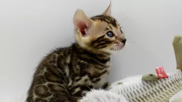 Descoperirea unor francezi, după ce au cumpărat cu 6.000 de euro o pisică de pe internet