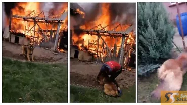 Un câine a fost salvat dintr-un incendiu în Sălaj. Mai mulți bărbați au ajutat patrupedul ținut în lanț, chiar lână locuința în flăcări (VIDEO)