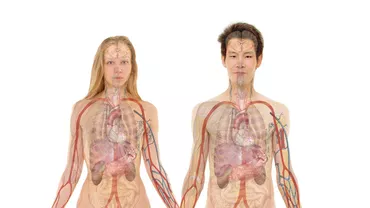 Oamenii de știință au descoperit un nou organ din corpul uman. Ce funcții are (FOTO)