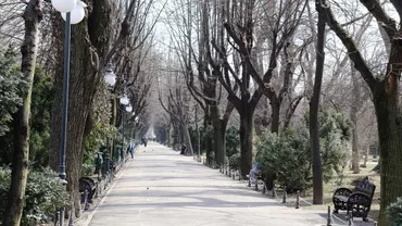 Primăria Capitalei, aviz de defrișare în ultimii 4 ani pentru aproape 30.000 de arbori și toaletarea a încă aproape 100.000 / Ecologiștii susțin că s-ar fi tăiat ilegat încă 10.000 de copaci (VIDEO)