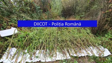 Plantație uriașă de canabis descoperită de procurorii DIICOT în Cluj
