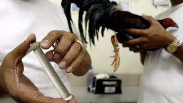 Un polițist a fost ucis de un cocoș. Ofițerul a încercat să oprească lupta, dar pasărea i-a tăiat artera femurală