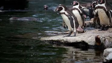 A furat o pereche de pinguini de la Zoo și a încercat să o vândă pe Facebook. Tânărul de 25 de ani a fost dat de gol chiar de animalele șterpelite
