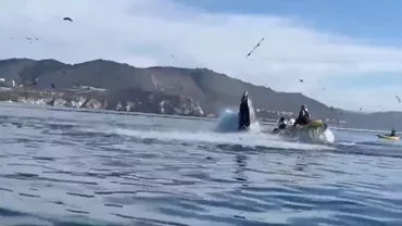 Două femei din California, la un pas să fie înghițite de o balenă. Momentul a fost surprins de camerele de supraveghere