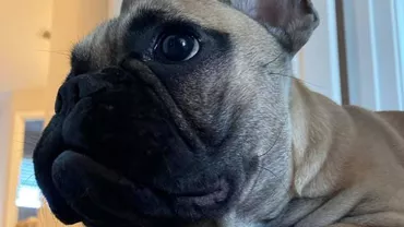 Wilbur, un buldog în vârstă de 6 luni este noul primar din Rabbit Hash, Kentucky